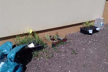 Imagen que generó la queja de un particular sobre residuos de plástico (Foto TA)